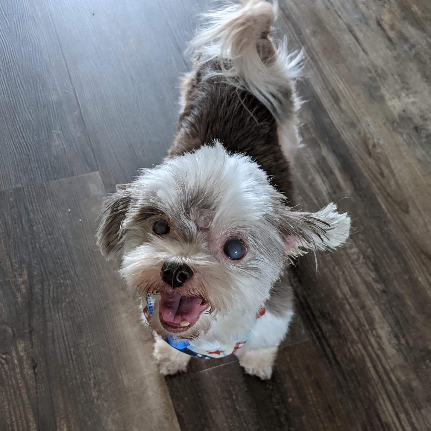 Senior dog excitedly looking at camera.