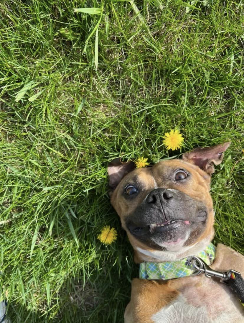 Dog lying in the grass surrounded by dandelions.