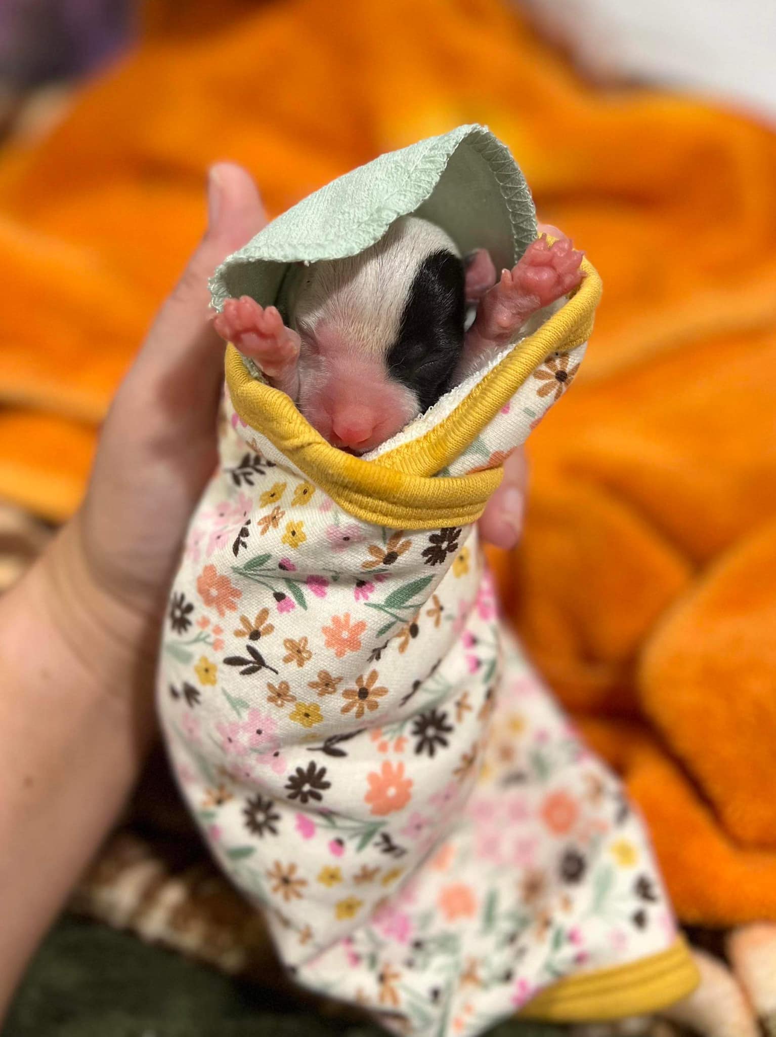 Newborn puppy being held in blanket.