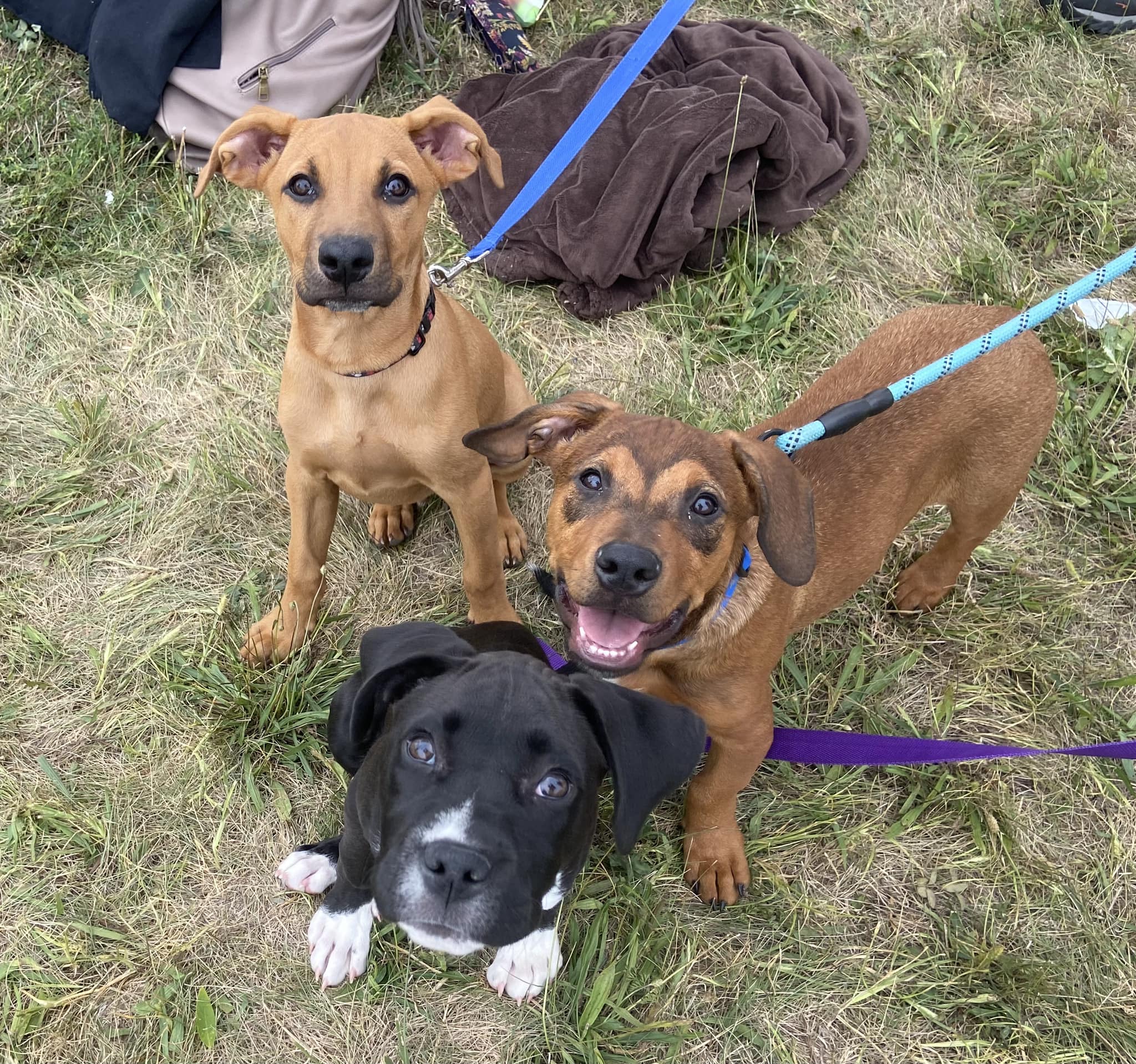 Three happy dogs on leashes looking at camera.