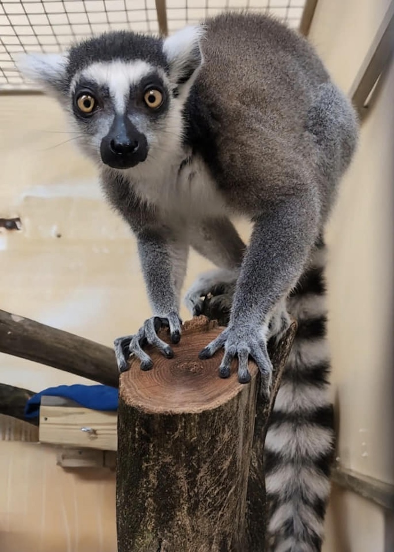 Lemur at Black Pine Sanctuary