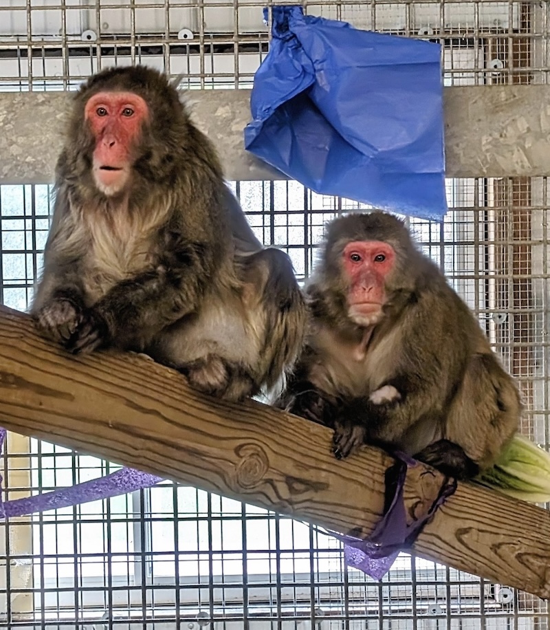 Primates at Black Pine Sanctuary