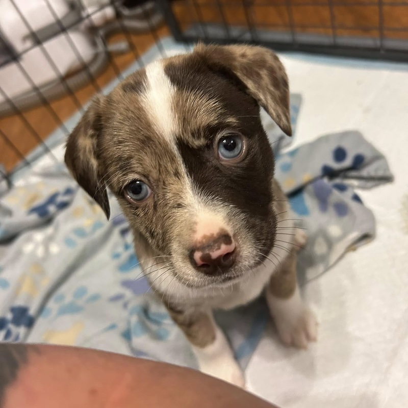 Loyal K9 Rescue Puppy