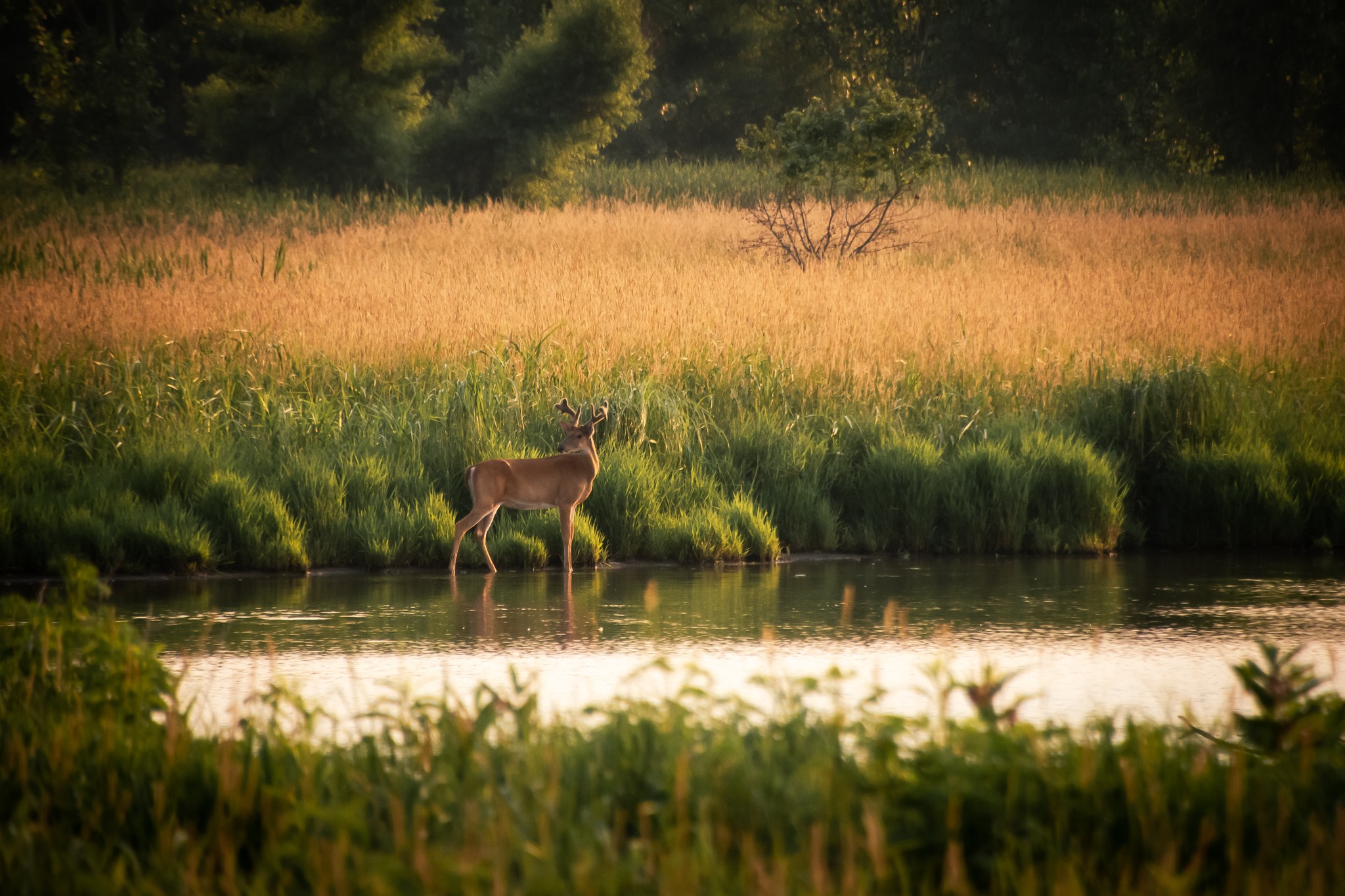 A deer in the marsh via Little River Wetlands Project