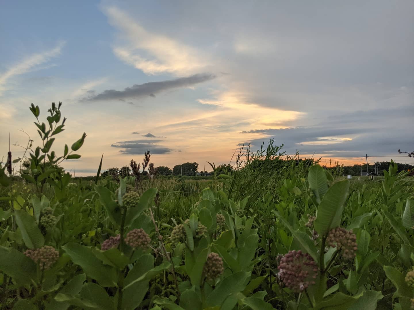 Sunset in the wetlands via Little River Wetlands Project