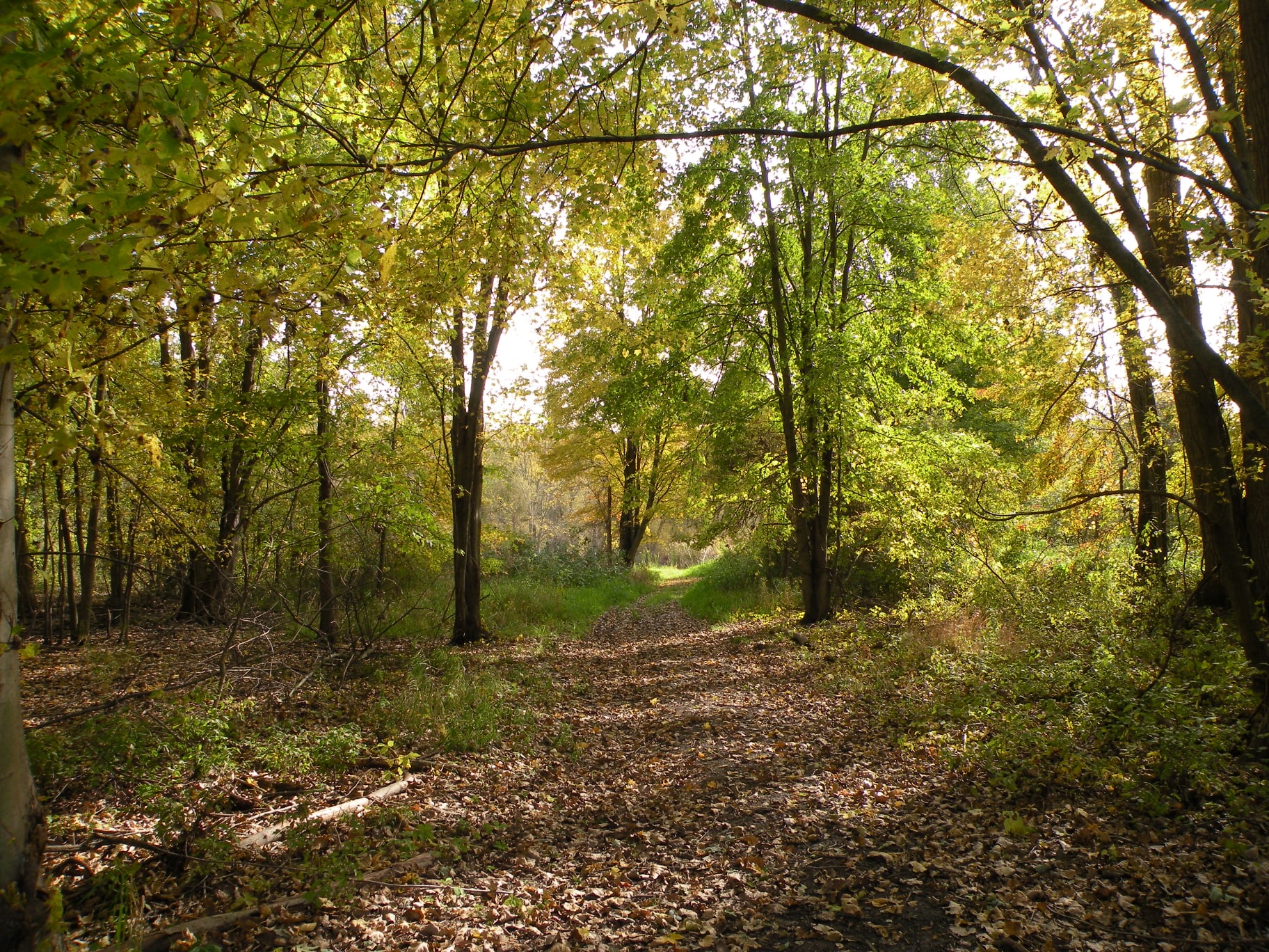 Forest trails via Little River Wetlands Project