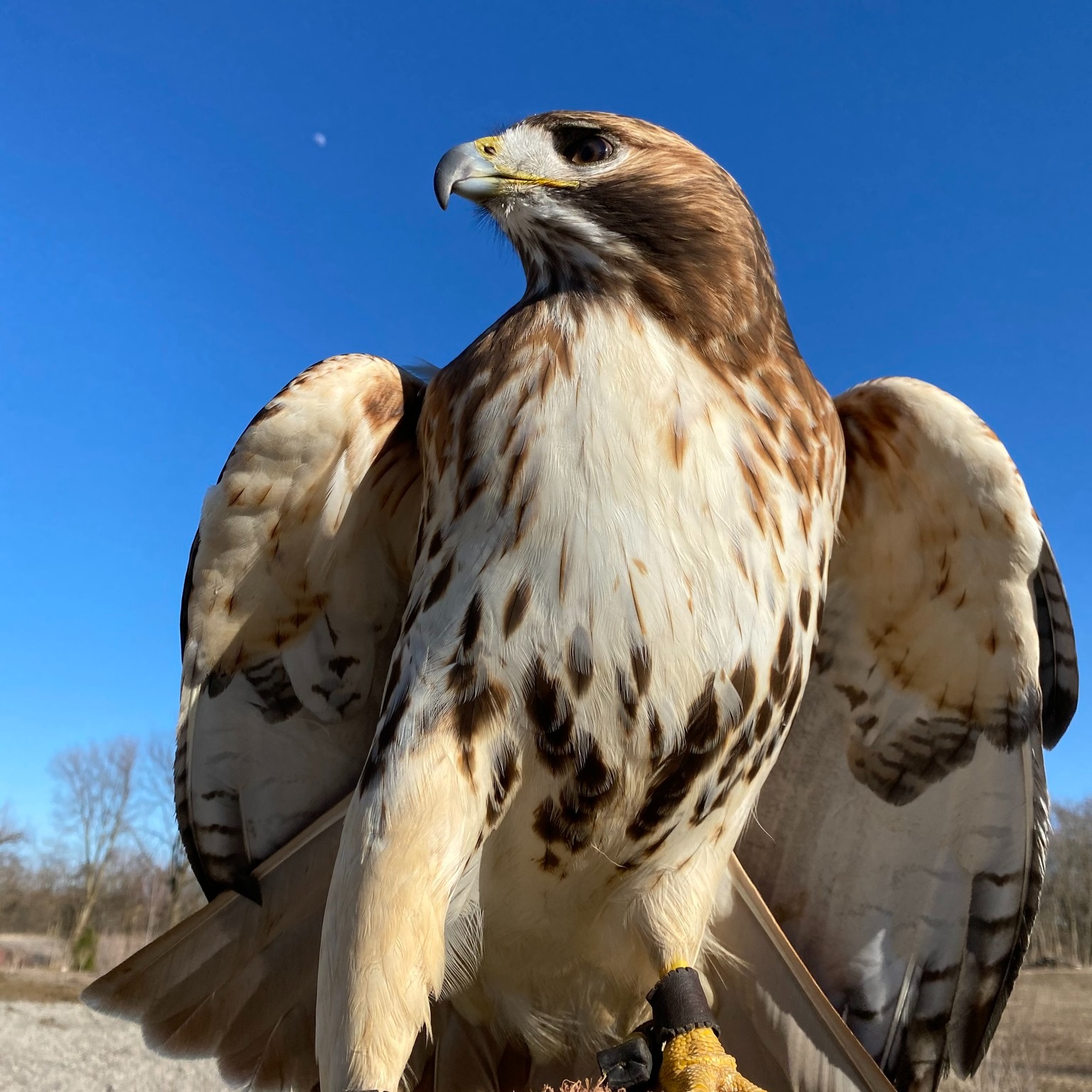 A raptor from Soarin Hawk